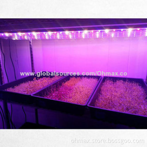 LED Grow Lights, R/B/W for Indoor Gardening, Greenhouse, Hydroponics, Horticulture